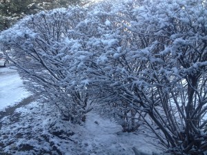 April Snow Brings May Flowers? - Window Cleaning